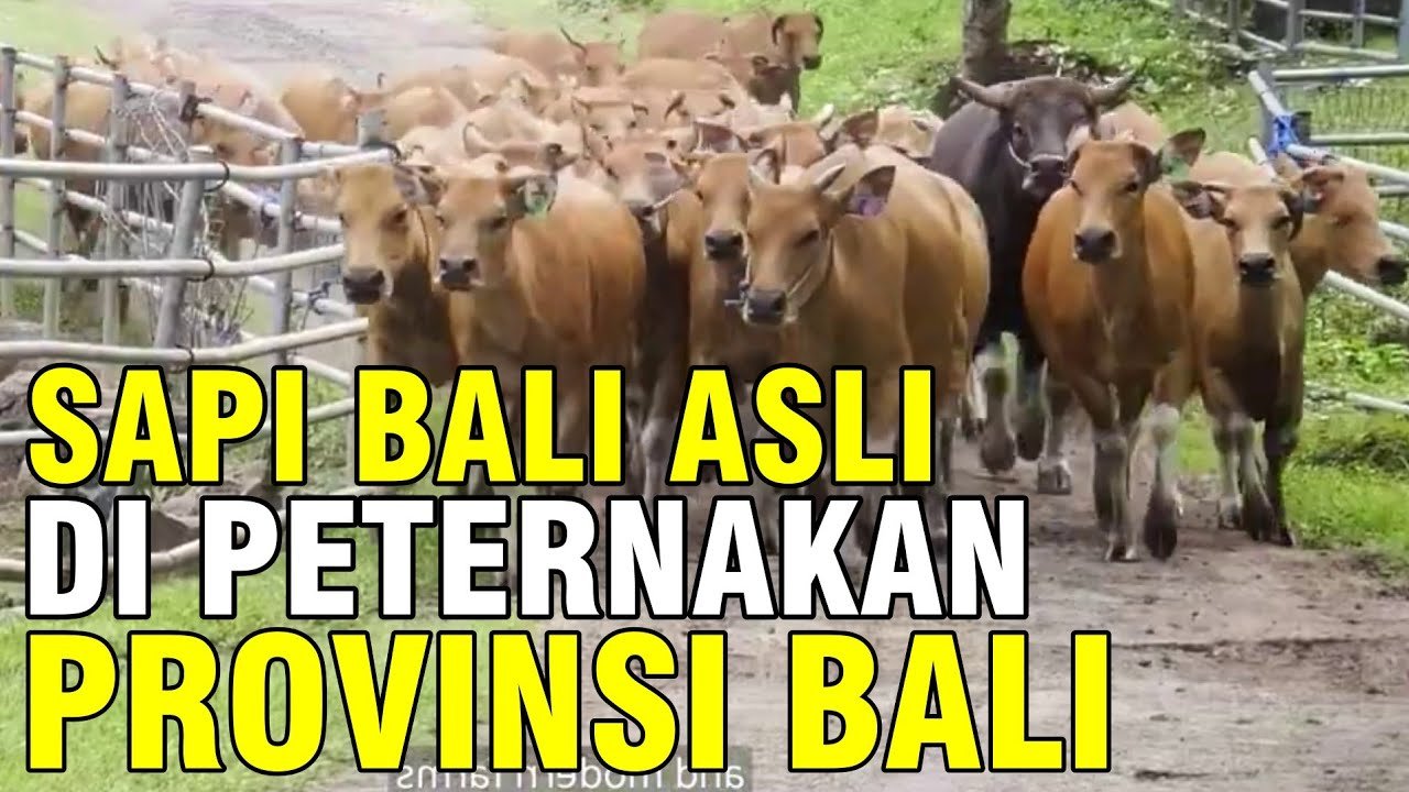 Peternakan Sapi Di Pulau Bali.jpg